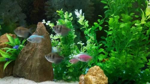 谁爆料热带鱼了视频,热带鱼视频引发热议，真相究竟如何？